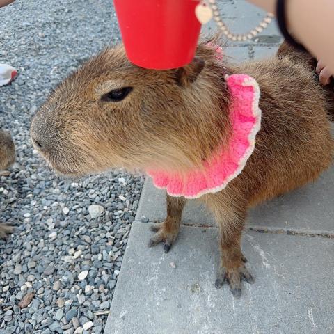 提供光療機sun服務的專家Mickey Sun