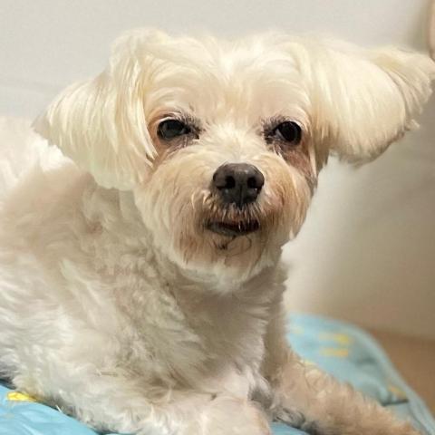 提供jlptn112月服務的專家2Y2U工作室