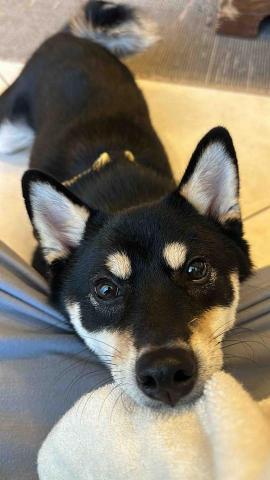 水牛新竹寵物保姆 - 賓狗