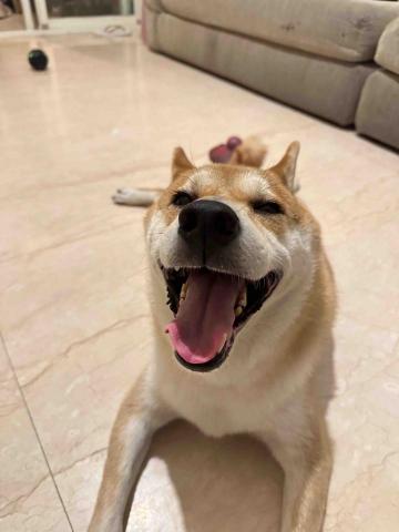 水牛新竹寵物保姆 - 蛋餅