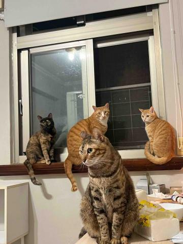 陳郁勝 - 家裡的貓咪