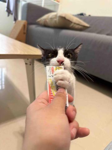 水牛新竹寵物保姆 - 冰冰