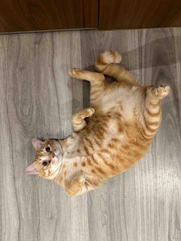 水牛新竹寵物保姆 - 小橘