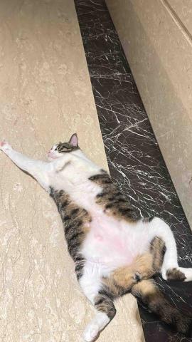 水牛新竹寵物保姆 - 