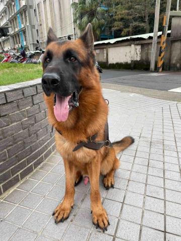 水牛新竹寵物保姆 - Pfeifen 