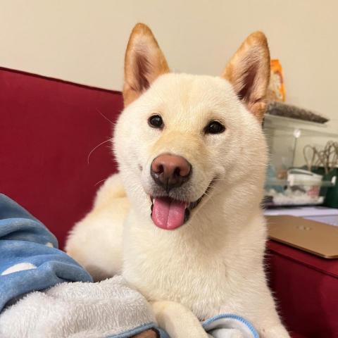 提供adsense賺錢服務的專家Wenfeng