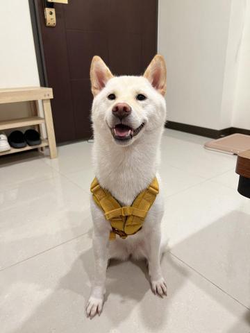 Wenfeng - 自家愛狗^_^