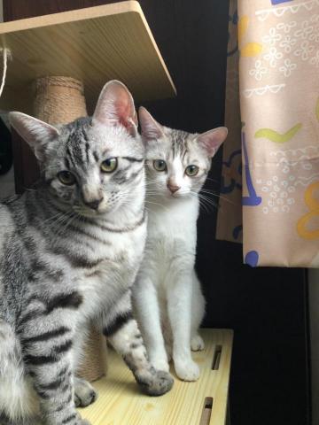 吳老師 - 我養的貓咪