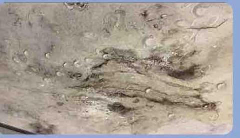 金特立 - 天花板漏水嚴重