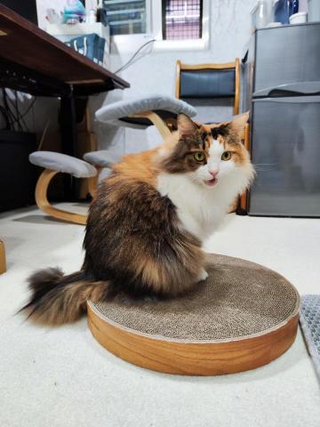 FURKID.ME 寵物保姆 - 需要餵藥、餵水的花妹妹，
喜歡摸摸但又不要摸太久?