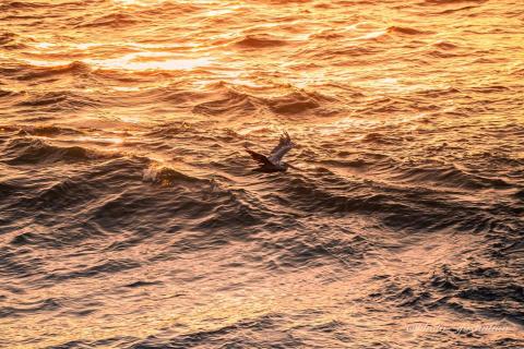 廖祖宇 - 後期調色