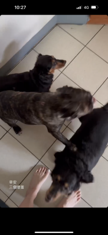 ㄚ莓-三重區周邊寵物保姆 - 