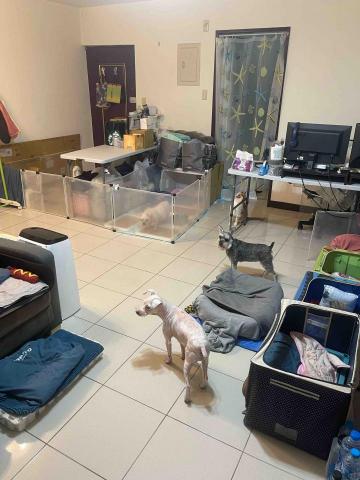 寵物保姆_雪仁 - 