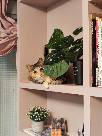 FURKID.ME 寵物保姆 - 常常玩躲貓貓的妹妹，是飼主媽媽的小公主