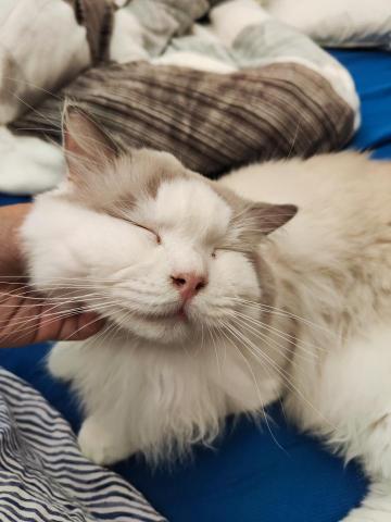 FURKID.ME 寵物保姆 - 喜歡摸下巴的拉菲弟弟