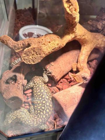 四腳掌櫃｜寵物保姆Amy&Andy - 巨蜥照顧餵食乳鼠