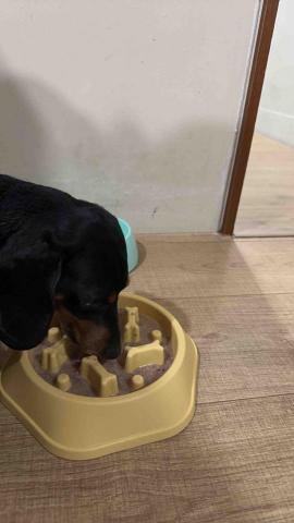 四腳掌櫃｜寵物保姆Amy&Andy - 到府餵食