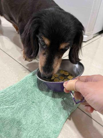 Rain - 餵食、點藥、餵藥