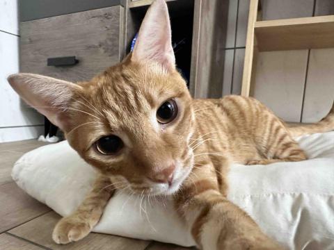 四腳掌櫃｜寵物保姆Amy&Andy - 