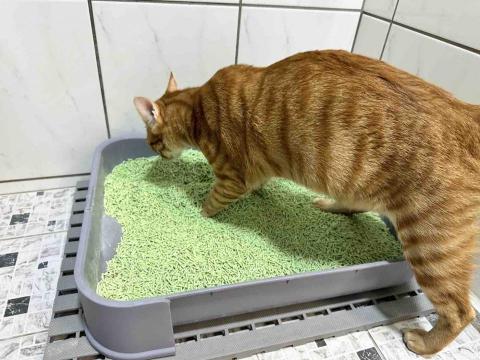 四腳掌櫃｜寵物保姆Amy&Andy - 清理貓砂