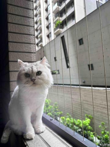 四腳掌櫃｜寵物保姆Amy&Andy - 