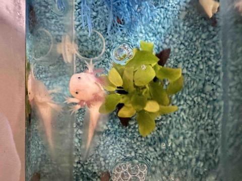 四腳掌櫃｜寵物保姆Amy&Andy - 呆萌六角恐龍