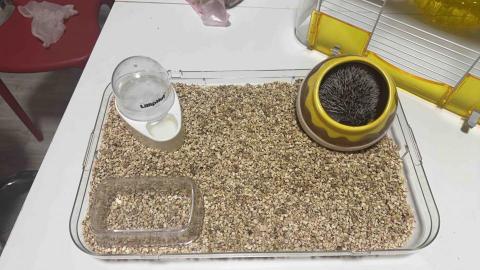 四腳掌櫃｜寵物保姆Amy&Andy - 刺蝟?照顧