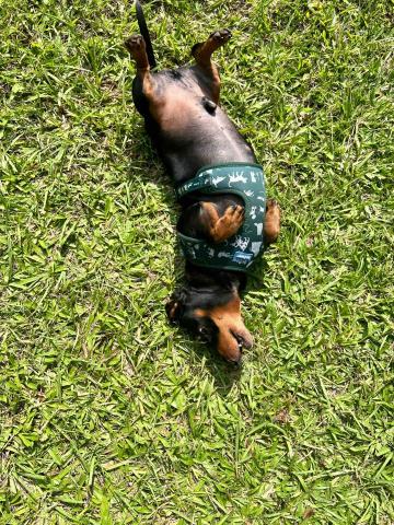 四腳掌櫃｜寵物保姆Amy&Andy - 開心打滾