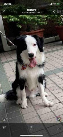 毛大叔狗私塾 - 聰明伶俐感受纖細的滷蛋
#狗學生 毛大叔狗私塾 - 聰明伶俐感受纖細的滷蛋
#狗學生