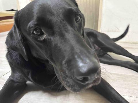 四腳掌櫃｜寵物保姆Amy&Andy - 大傢伙也沒問題