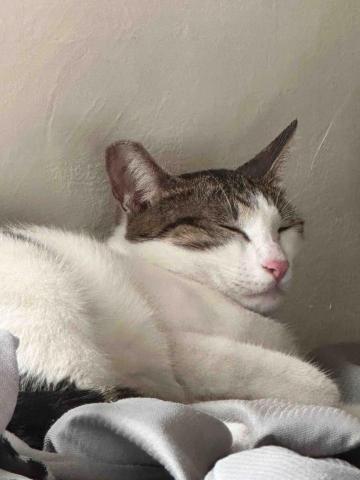 四腳掌櫃｜寵物保姆Amy&Andy - 貓咪舒服照顧-安心到睡