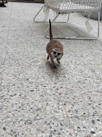 四腳掌櫃｜寵物保姆Amy&Andy - 特殊寵物照顧-狐蒙