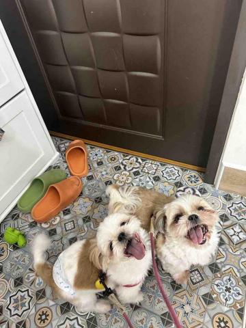 四腳掌櫃｜寵物保姆Amy&Andy - 開心散步