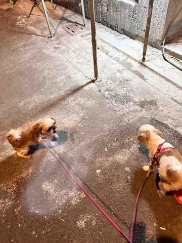 四腳掌櫃｜寵物保姆Amy&Andy - 散步