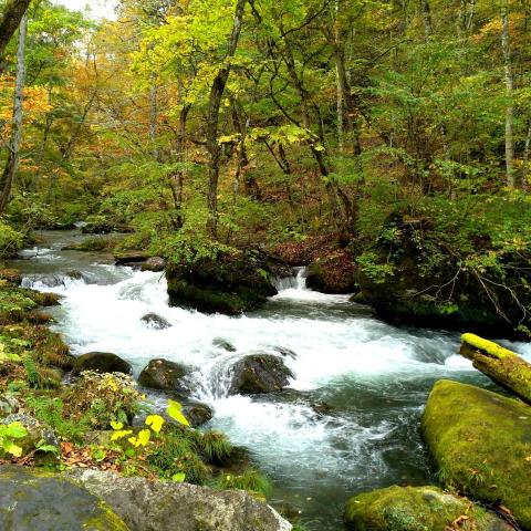 提供n3服務的專家黃念慈