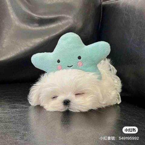 提供配音服務的專家沂葳