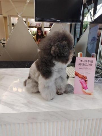 洪纈 - 公司的店狗