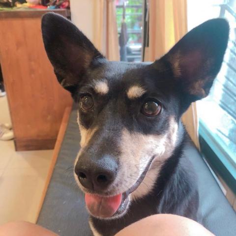 提供奶粉服務的專家潘京莠