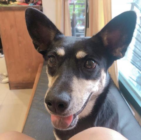 潘京莠 - 家裡養的狗狗