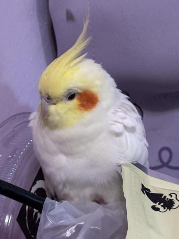 潘京莠 - 手養大的鸚鵡寶寶
