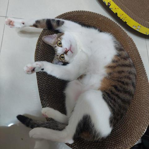 提供保姆服務的專家羅先生