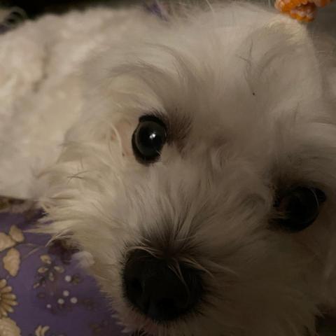 提供momo包包服務的專家Momo-chi