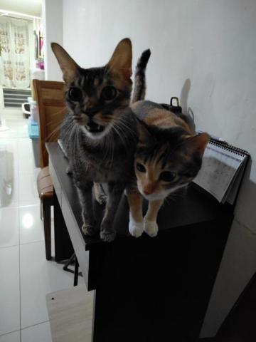 廖惟復 - 貓女兒貓兒子