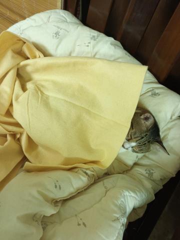 泰清潔居家生活 - 優質寵物照顧服務01

我們幫您照顧貓孩，讓他們在家也可以輕鬆自在的享受主子生活喔！