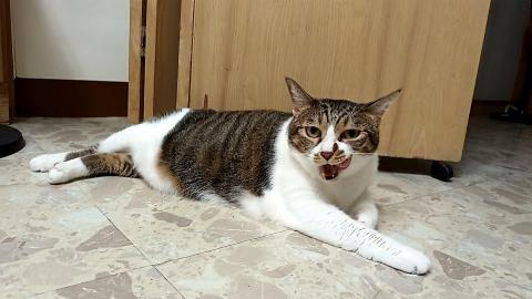 泰清潔居家生活 - 您還在擔心出門在外奮鬥，家中貓孩子無聊沒有人照料嗎？ 趕快洽詢泰清潔居家生活，讓我們提供您詳細完整的寵物照顧服務，讓您出門安心放心，回家省事又輕鬆喔！