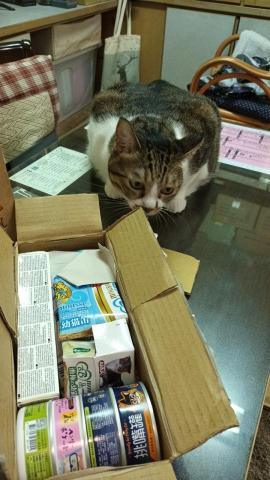 泰清潔居家生活 - 優質貓孩照顧服務02