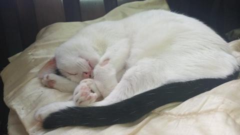 泰清潔居家生活 - 優質寵物照顧服務03

您外出奮鬥，貓孩在家玩的快樂，睡得安穩喔！趕快一通電話，即可讓貓孩開心快樂的享受貓生喔！