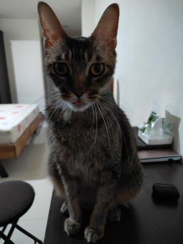 廖惟復 - 貓兒子