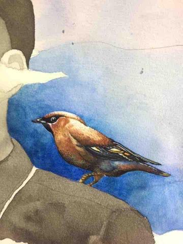 楊子鎬 - 水彩 / 寫實動物二