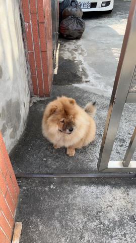 鬆獅犬 - 不出門訓練